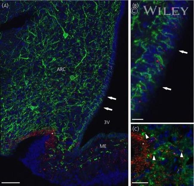 GnRH1 Antibody in Immunohistochemistry (IHC)