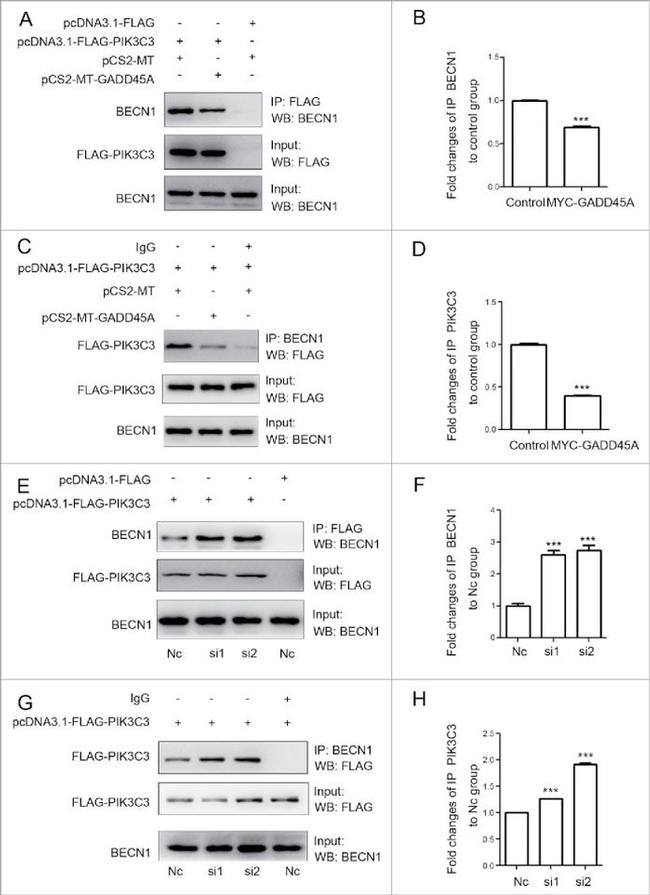 VPS34 Antibody in Immunoprecipitation (IP)