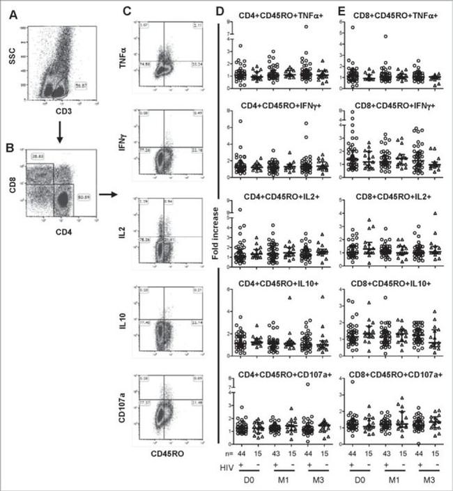 CD8 Antibody in Flow Cytometry (Flow)