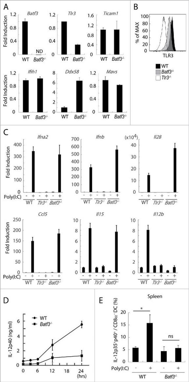 IL-12 p35 Antibody in Flow Cytometry, ELISA (Flow, ELISA)