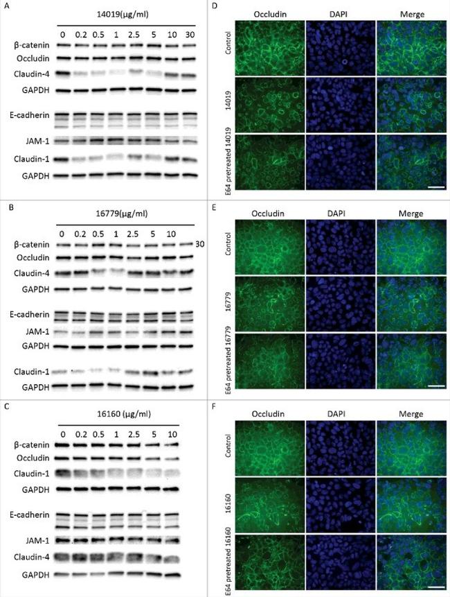 GAPDH Antibody in Western Blot (WB)