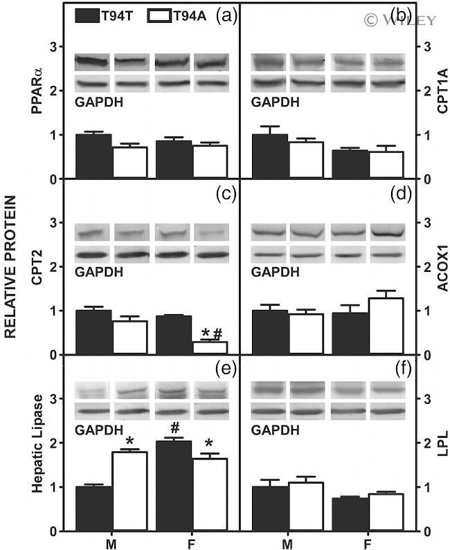 PPAR alpha Antibody in Western Blot (WB)