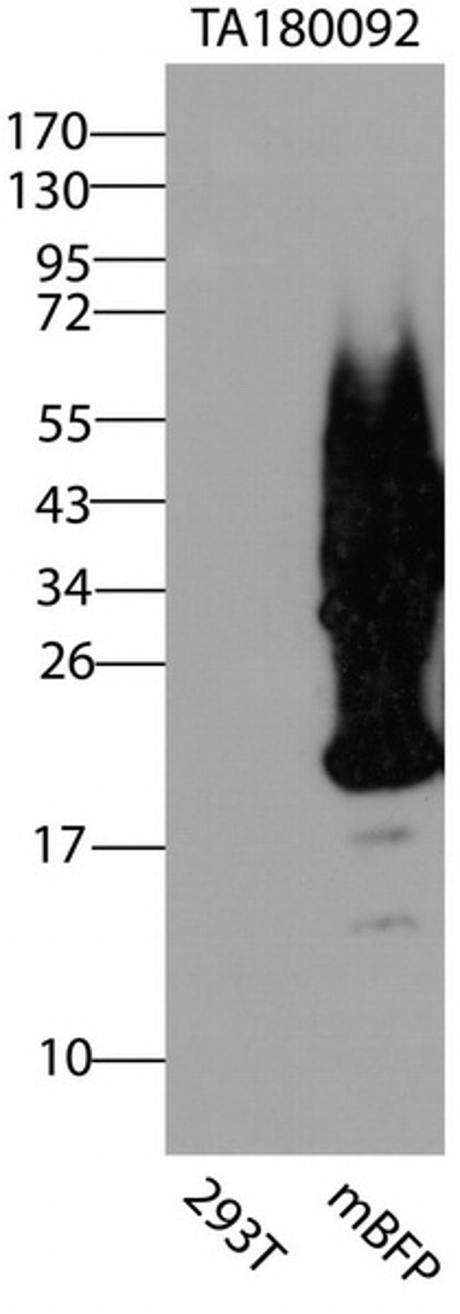 mBFP Antibody in Western Blot (WB)