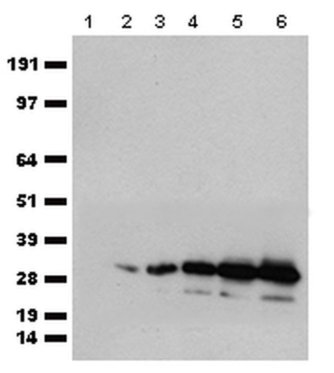 mCherry Antibody in Western Blot (WB)