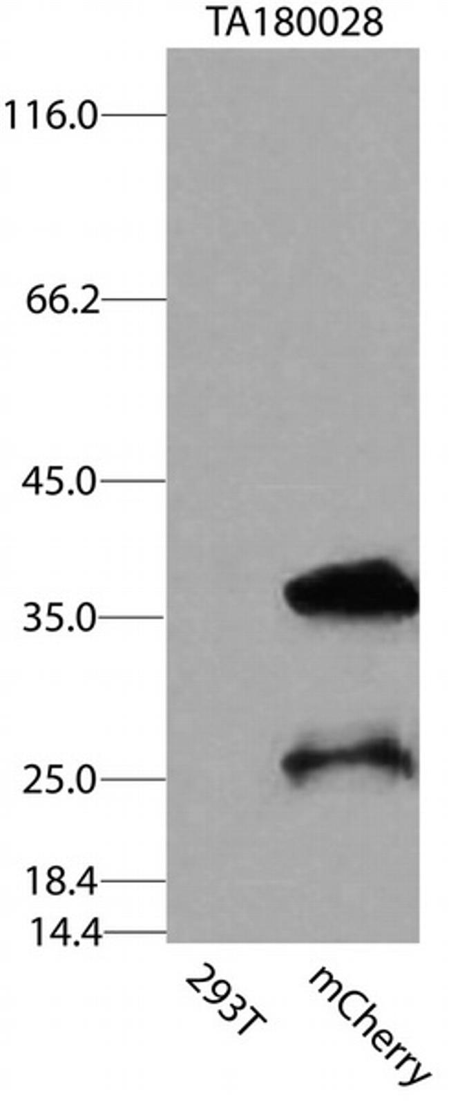 mCherry Antibody in Western Blot (WB)