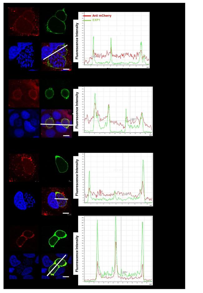 mCherry Antibody in Immunocytochemistry (ICC/IF)