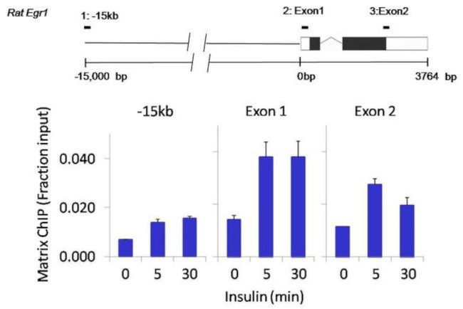 mTOR Antibody in ChIP Assay (ChIP)