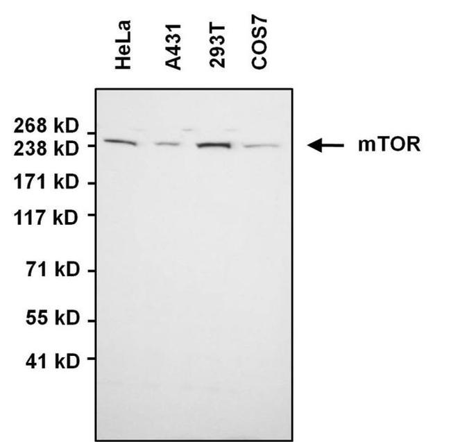 mTOR Antibody in Western Blot (WB)