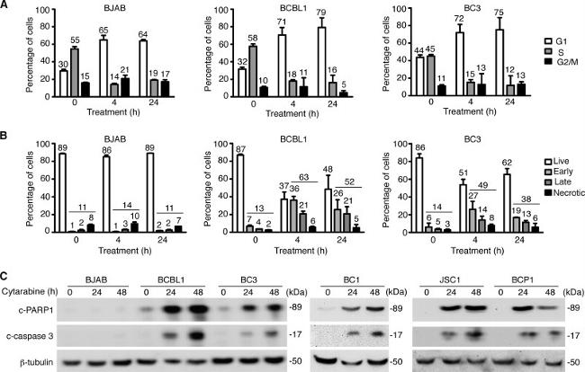 BrdU Antibody in Flow Cytometry (Flow)