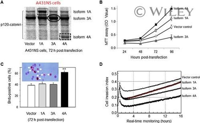 delta Catenin Antibody in Western Blot (WB)