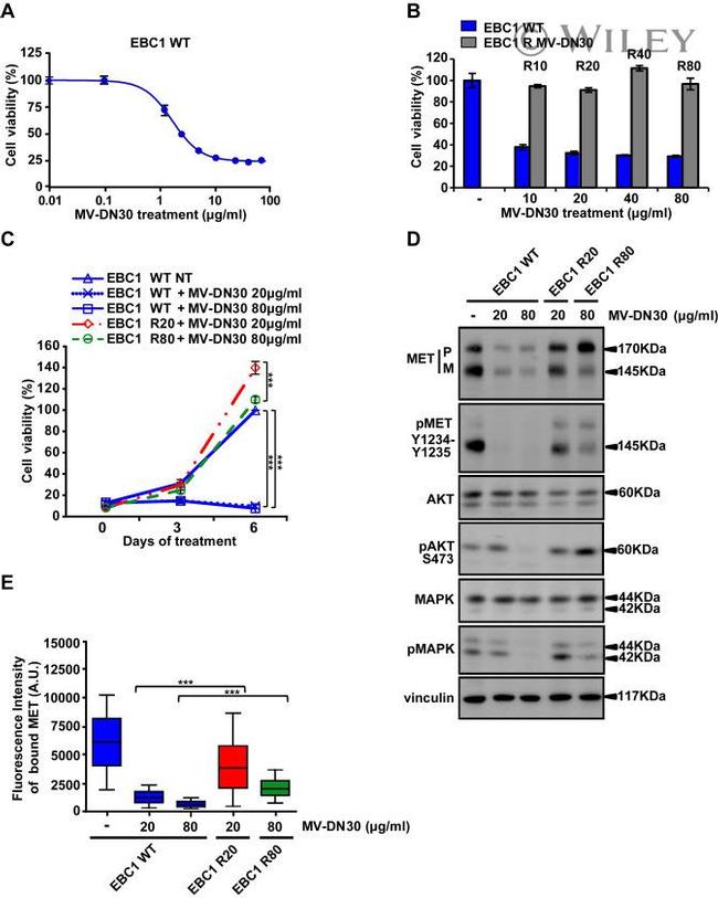 c-Met Antibody in Western Blot (WB)