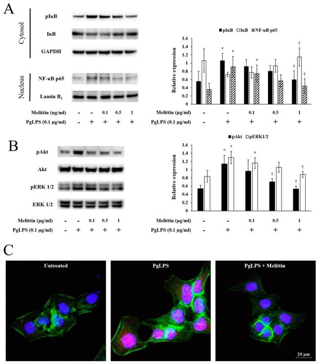 Lamin B1 Antibody in Western Blot (WB)