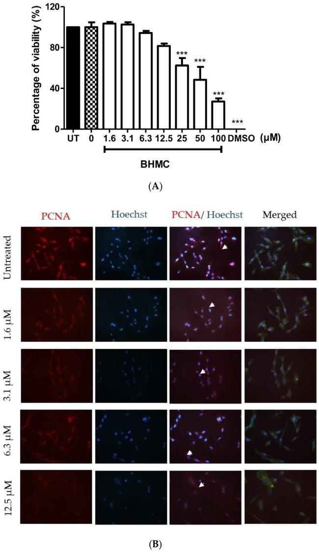 PCNA Antibody in Immunocytochemistry (ICC/IF)