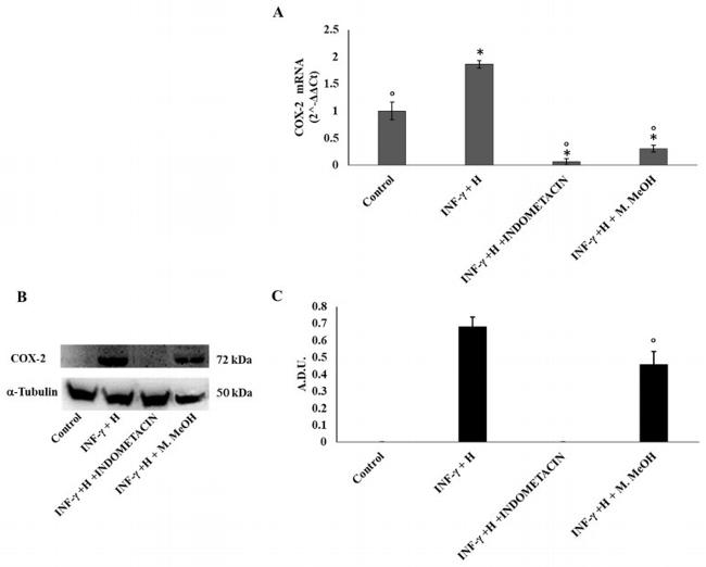 COX2 Antibody in Western Blot (WB)