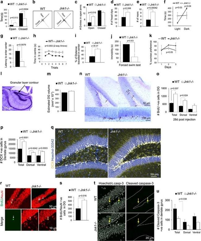 BrdU Antibody in Immunohistochemistry - Free Floating (IHC (Free))