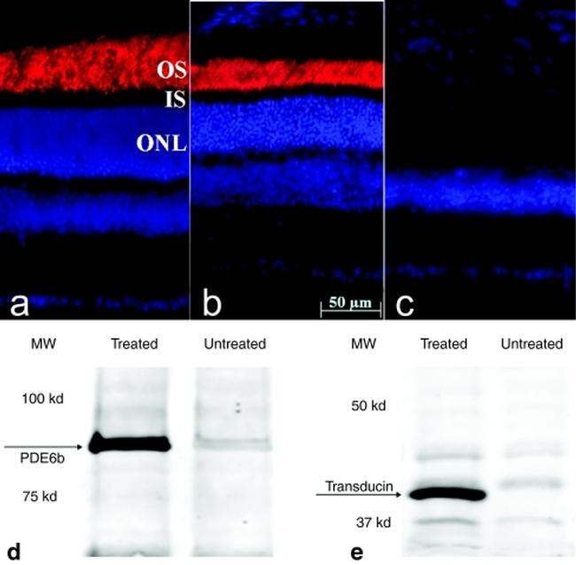 PDE6B Antibody in Western Blot, Immunohistochemistry (WB, IHC)