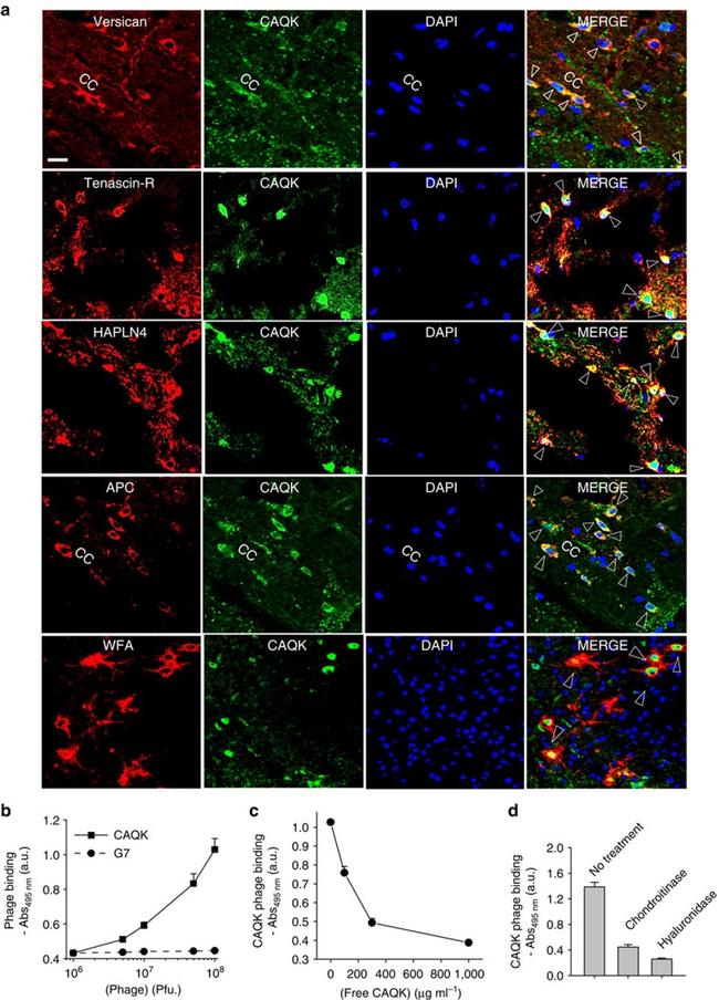 Fluorescein/Oregon Green Antibody in Immunohistochemistry (IHC)