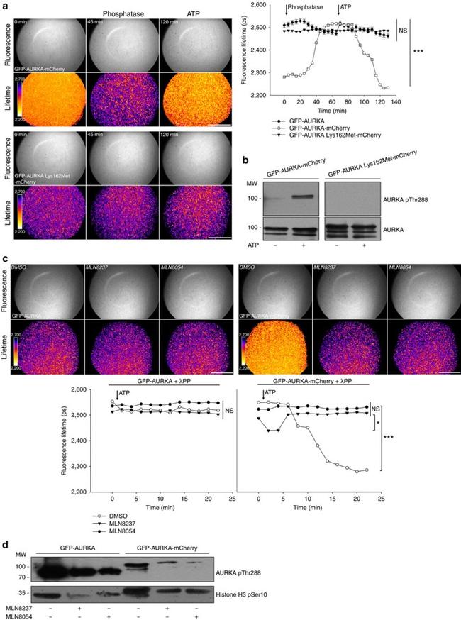 Phospho-Aurora A (Thr288) Antibody in Western Blot (WB)