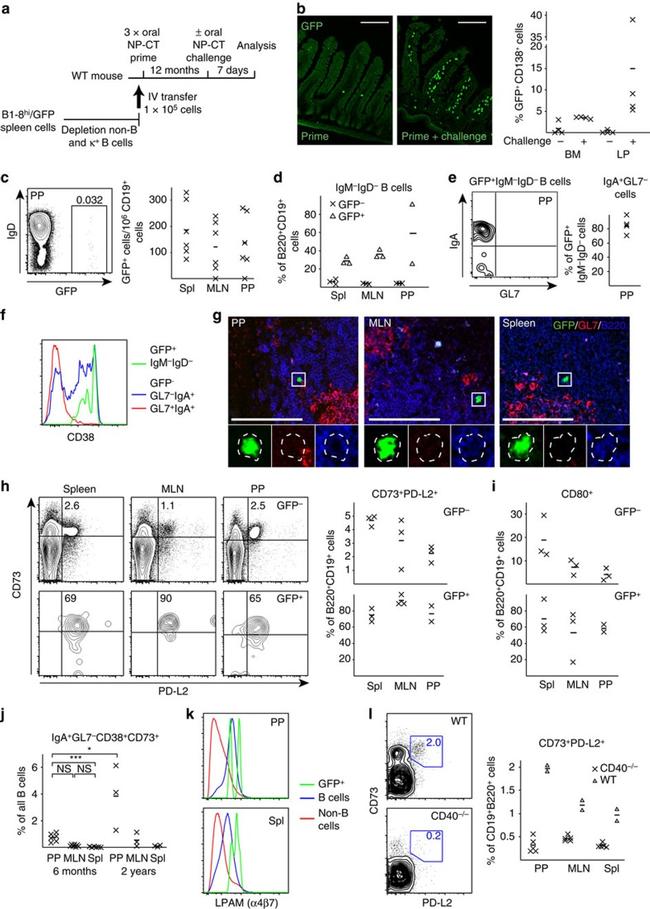 IgA Antibody in Flow Cytometry (Flow)