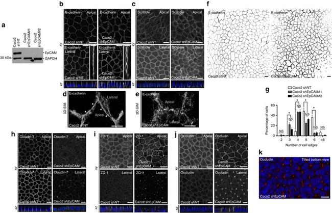 ZO-1 Antibody in Immunocytochemistry (ICC/IF)