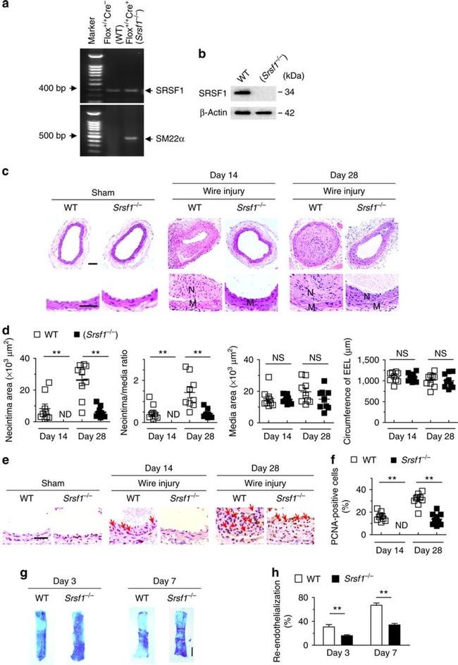 SRSF1 Antibody in Western Blot (WB)