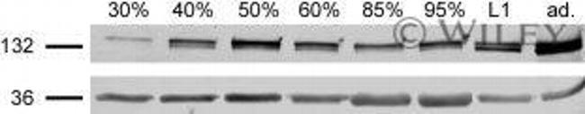 uNOS Antibody in Western Blot (WB)