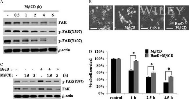 Phospho-FAK (Tyr407) Antibody in Western Blot (WB)