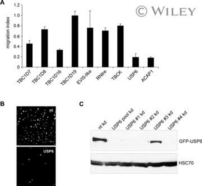 HSP70 Antibody in Western Blot (WB)