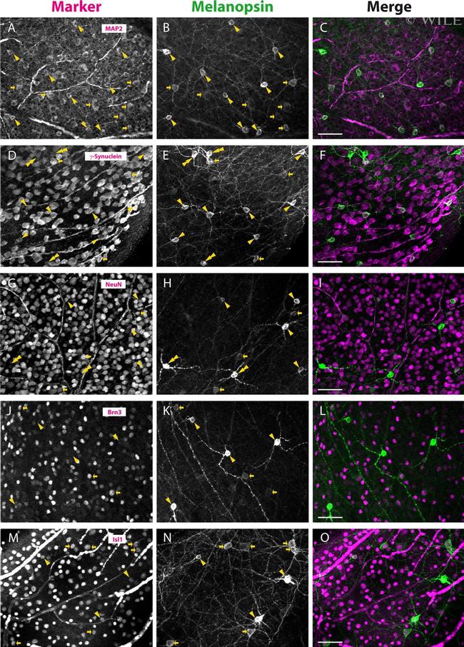 Opsin 4 Antibody in Immunocytochemistry (ICC/IF)