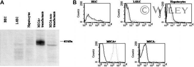 MICA/B Antibody in Western Blot (WB)