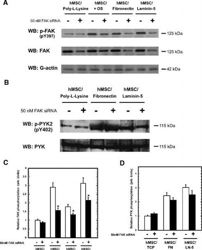 FAK Antibody in Western Blot (WB)