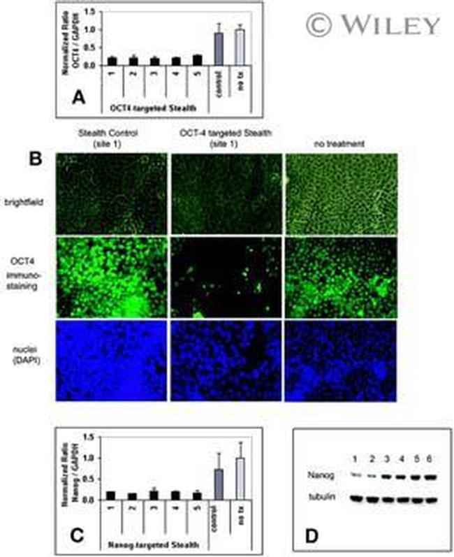 alpha Tubulin Antibody in Western Blot (WB)