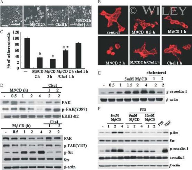 Phospho-FAK (Tyr407) Antibody in Western Blot (WB)