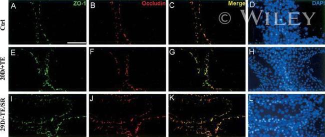 ZO-1 Antibody in Immunohistochemistry (Frozen) (IHC (F))