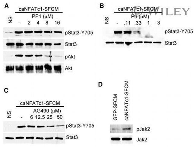 Phospho-AKT1 (Ser473) Antibody in Western Blot (WB)