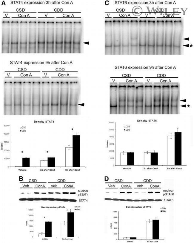 Phospho-STAT4 (Tyr693) Antibody in Western Blot (WB)