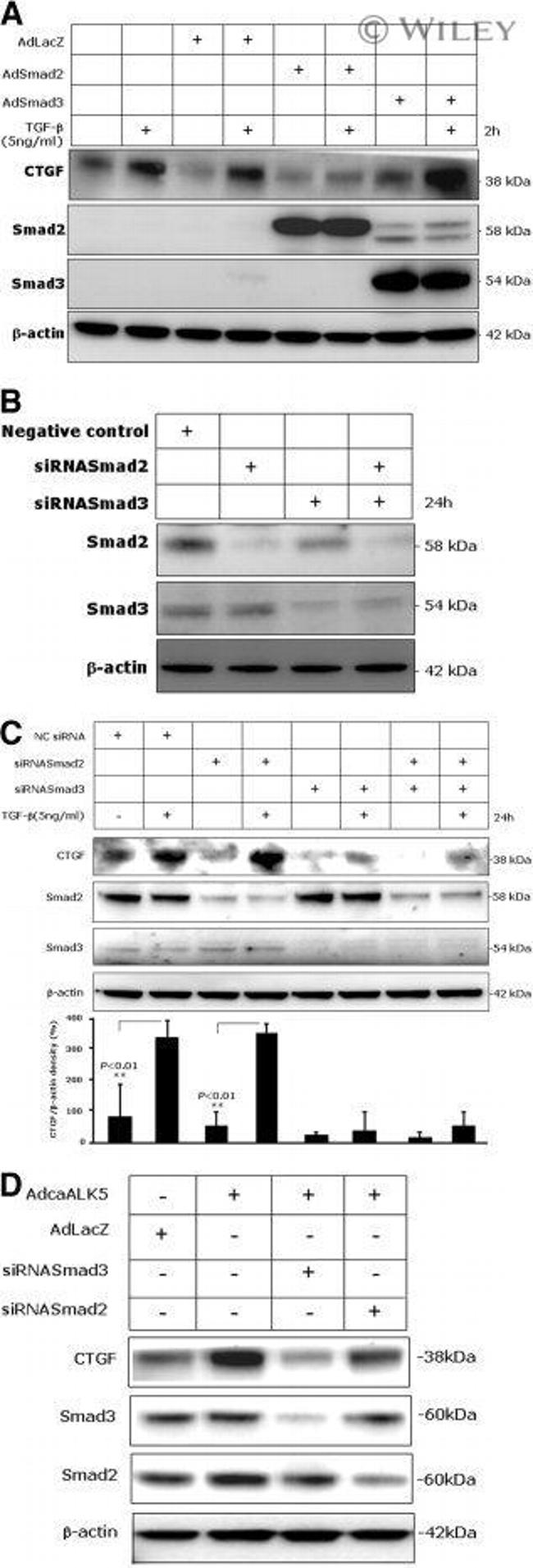 SMAD2 Antibody in Western Blot (WB)