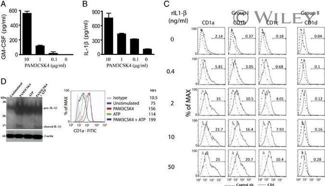 IL-1 beta Antibody in ELISA (ELISA)