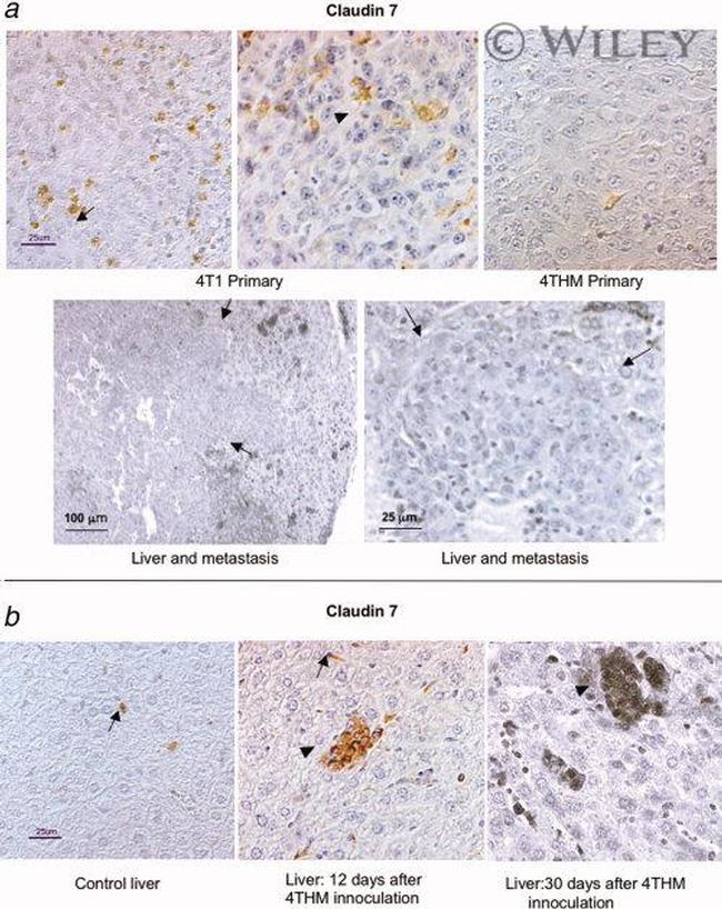 Claudin 7 Antibody in Immunocytochemistry (ICC/IF)