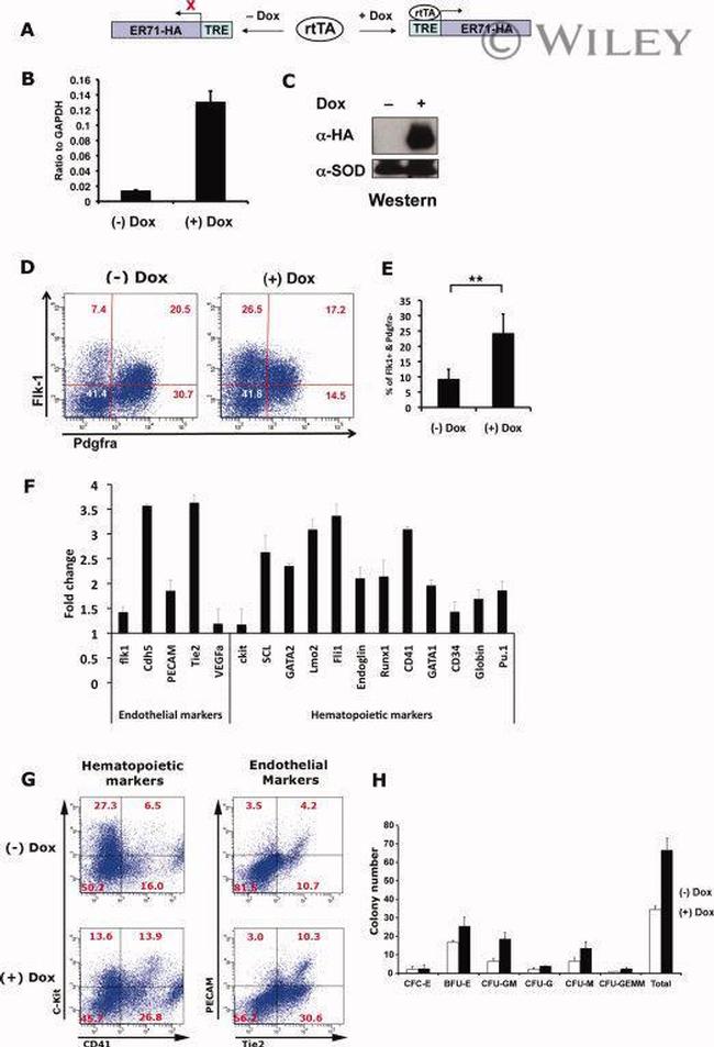 CD309 (FLK1) Antibody in Flow Cytometry (Flow)