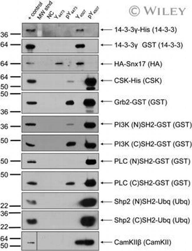 Ubiquitin Antibody in Western Blot (WB)