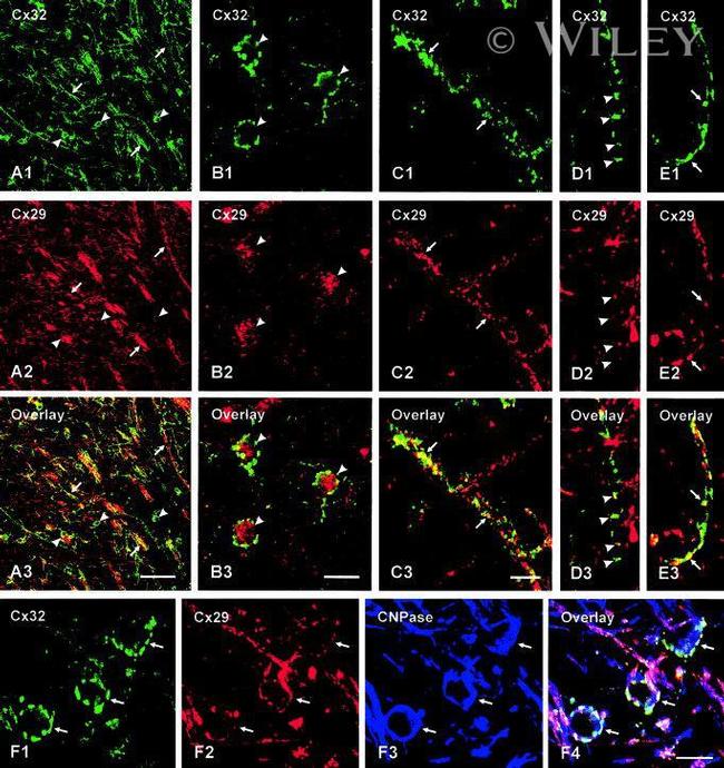 Connexin 29 Antibody in Immunohistochemistry (Frozen) (IHC (F))