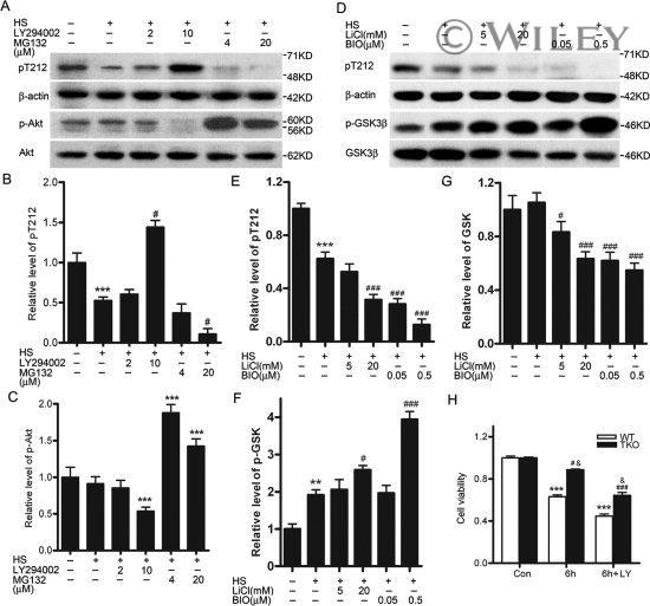 Phospho-Tau (Thr212) Antibody in Western Blot (WB)