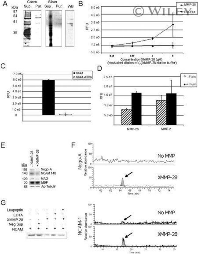 Nogo-A Antibody in Western Blot (WB)