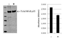 Human NFkB p65 (Total) InstantOne™ ELISA Kit