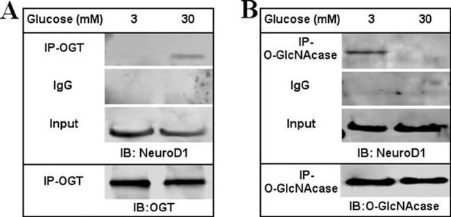 O-linked N-acetylglucosamine (O-GlcNAc) Antibody in Immunoprecipitation (IP)