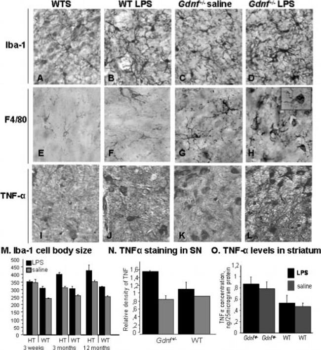 TNF alpha Antibody in Immunohistochemistry (IHC)