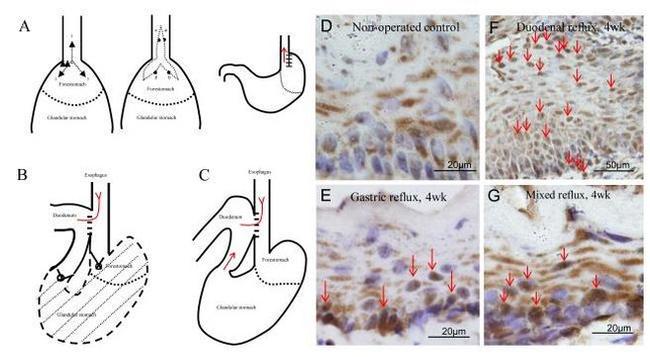 Nrf2 Antibody in Immunohistochemistry (IHC)