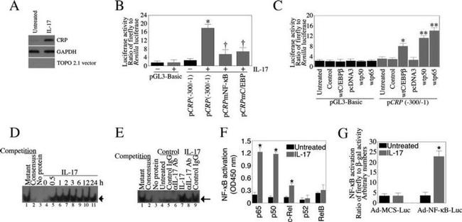 IL-17A Antibody in Neutralization (Neu)