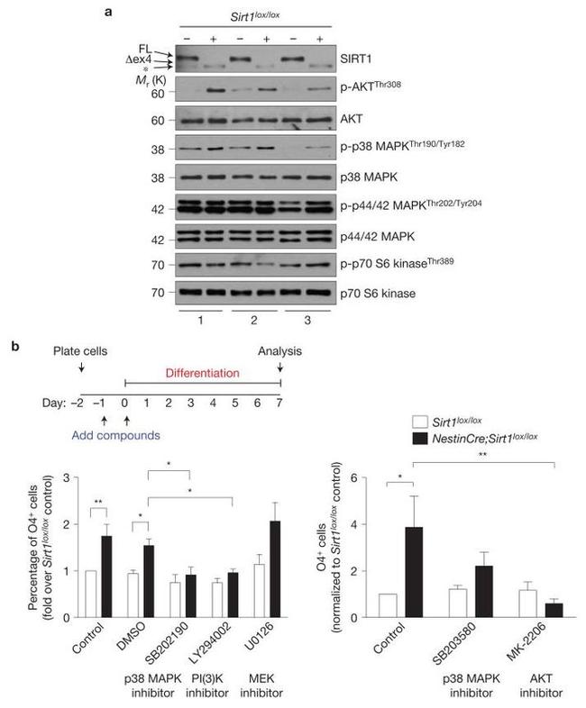 Phospho-p38 MAPK (Thr180, Tyr182) Antibody in Western Blot (WB)